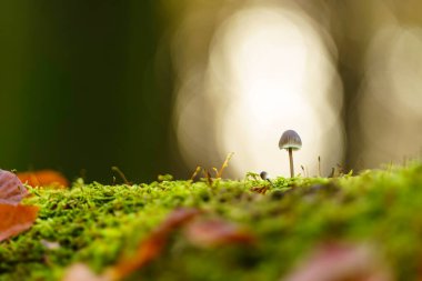 Düşen yapraklar ve diğer küçük bitkilerle çevrili yosunlu bir yüzeyde, altın bokeh ışıklarının yumuşak, bulanık arka planına sahip mantar dimdik duruyor..