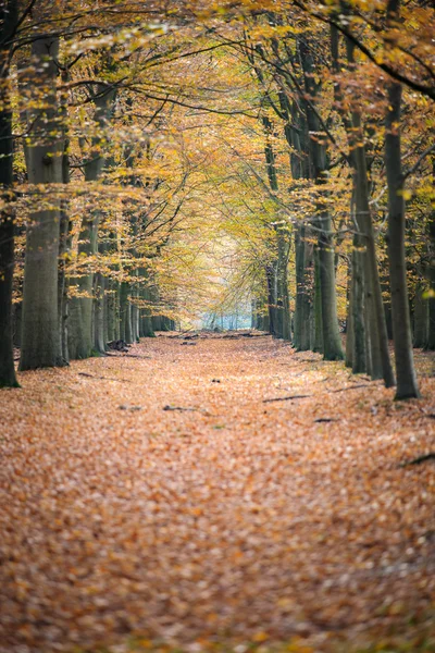 Rural parcours door herfst bomen — Stockfoto