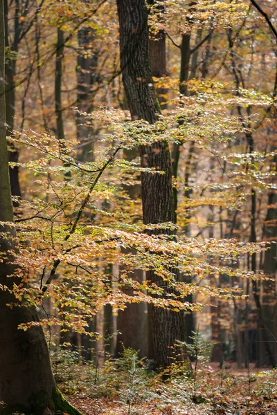 Tree branches or twigs in autumn — Stock Photo, Image