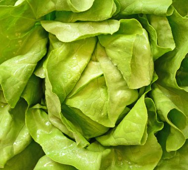 yeşil salata arka plan