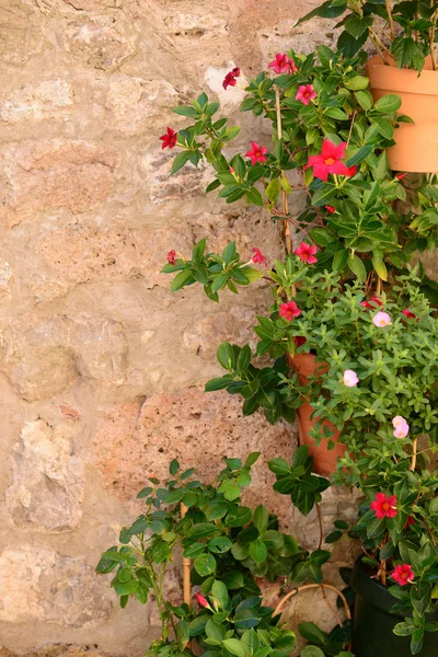 Blumentöpfe an der Wand von Valldemossa auf Mallorca, Baleareninsel — Stockfoto