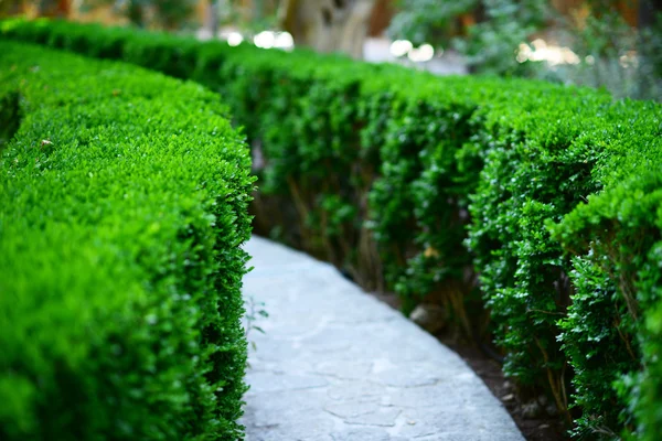 Groene bush in tuin — Stockfoto