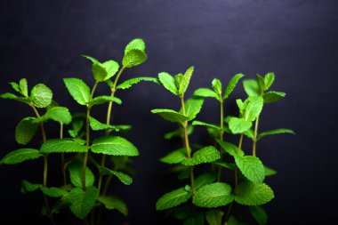 Arka plan için kara tahta üzerinde taze nane yaprakları