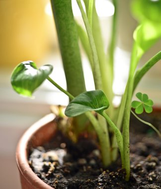 Closeup genç yaprak yeşil