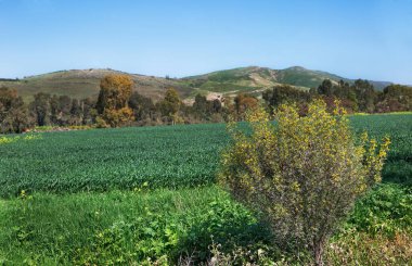 İsrail 'deki Golan Tepeleri' nin güzel bahar manzarası