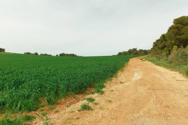 Yeşil arazi ve toprak yol.