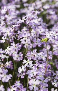 narin bahar çiçekleri eflatun rengi