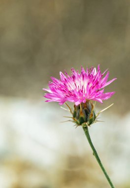 Bulanık bir arka planda güzel pembe bir çiçek.