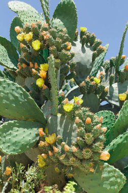 Mavi gökyüzünün arka planında açan kaktüs