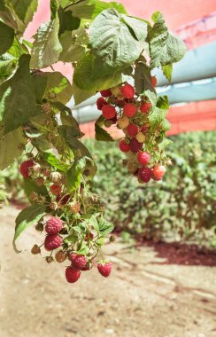 Bahçede yetişen kırmızı ahududular