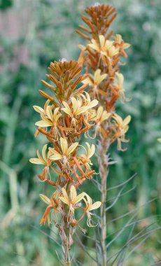 Yeşil arka planda Ligularia sarı çiçeği