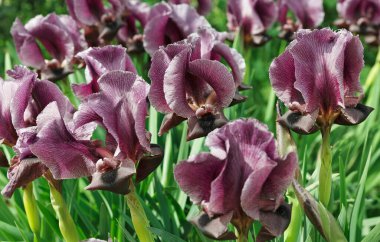 Güzel mor zambak çiçeği yakın plan