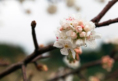Beyaz çiçekli kayısı dalı yakın plan