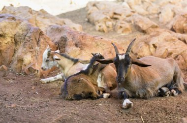 Güzel dağ keçileri taşların üzerinde yatıyor.