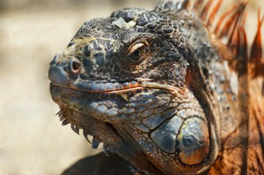 Büyük turuncu bir iguananın portresi. (Iguana iguana) Yakın çekim.