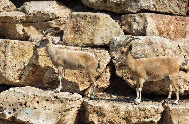 Kayalıklarda duran dağ keçileri