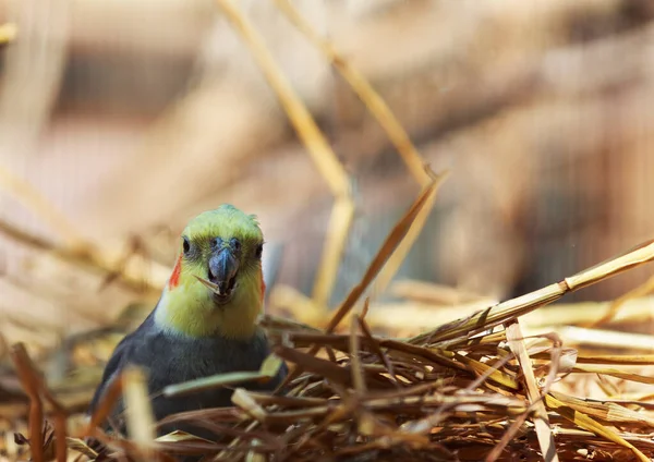 Bulanık Bir Arkaplanda Yuvadaki Güzel Papağan — Stok fotoğraf