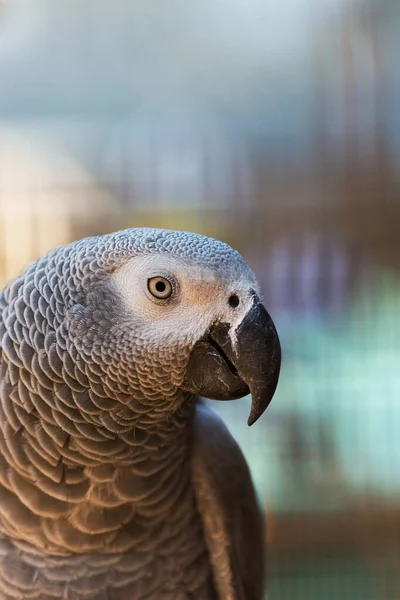Portret Szarej Papugi Rozmytym Tle — Zdjęcie stockowe