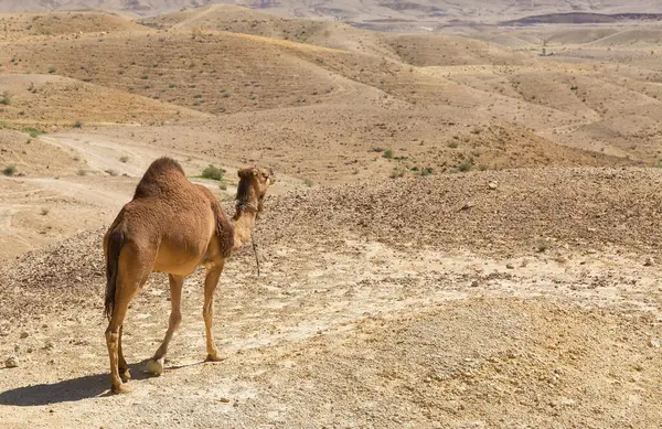 Camel Negev Desert Israel — Stock Photo, Image