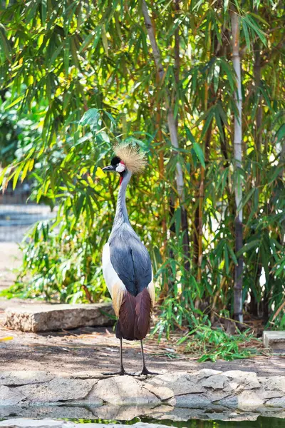 Szary Żuraw Koronowany Ptaków Zoo — Zdjęcie stockowe