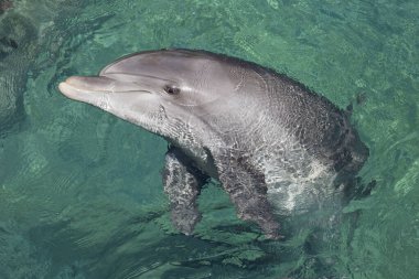 Eilat Körfezi 'ndeki güzel yunuslar