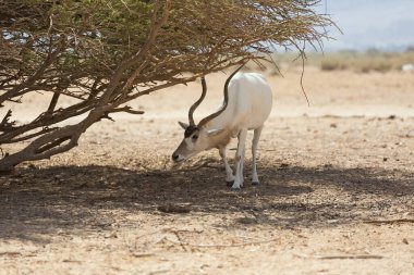 Eilat Çölünde Güzel Addax