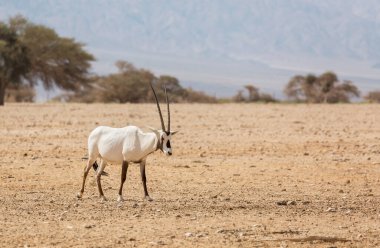 Eilat çölünde Oryx Gazella