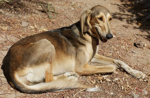 beautiful portrait of Afghan hound dog