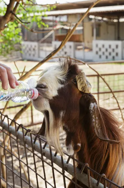 Goat Drinking Water Bottle — Stock Photo, Image