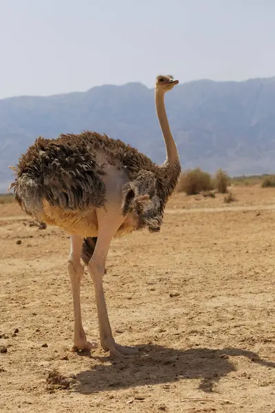 Beautiful Ostrich Desert Eilat — Stock Photo, Image