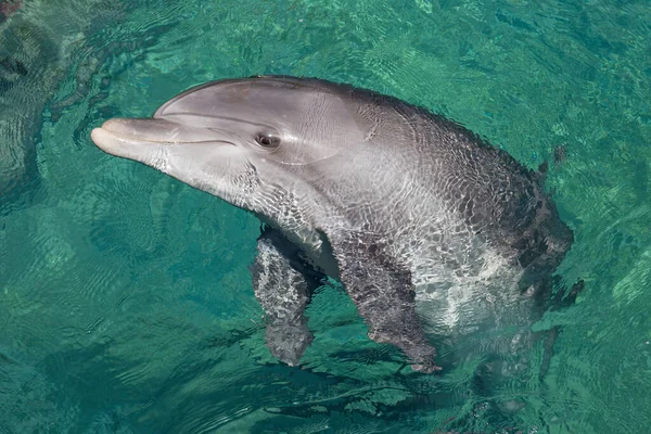 Eilat Körfezi 'ndeki güzel yunuslar