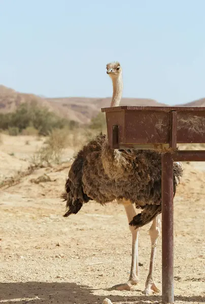 Beautiful Ostrich Desert Eilat — Stock Photo, Image