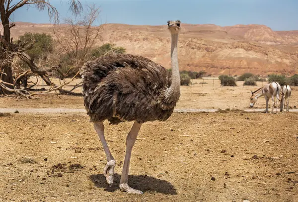 Beautiful Ostrich Desert Eilat — Stock Photo, Image