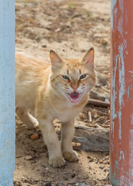 Beautiful ginger cat with open mouth