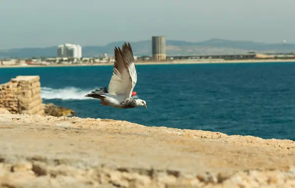 Dove Flying Sea Background — Stock Photo, Image