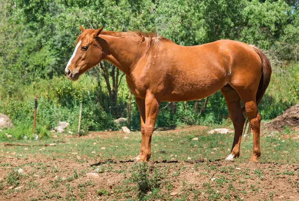 Ağaçların üzerinde kahverengi bir atın portresi