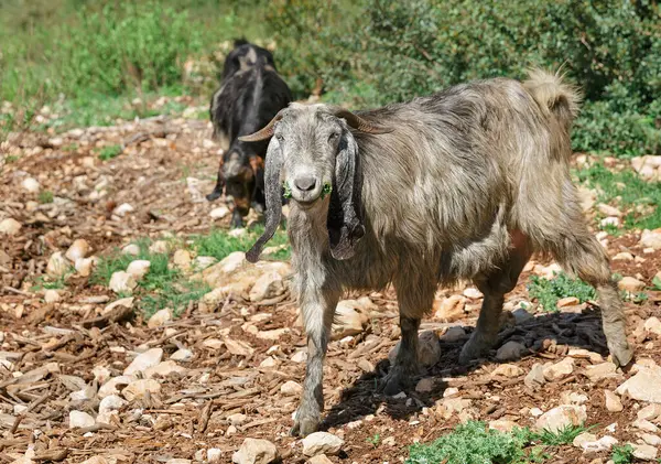 Eared Mountain Goat Grazing Mountains — Stock Photo, Image