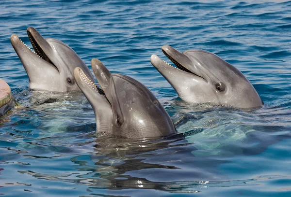 Hermosos Delfines Golfo Eilat — Foto de Stock