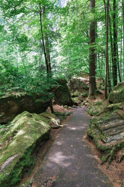 Ormanda güzel bir yol