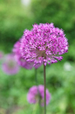 Topun içindeki güzel pembe çiçek