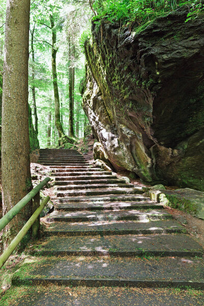 Beautiful road in the forest