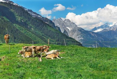 İsviçre Alplerinde yeşil çimlerde inekler