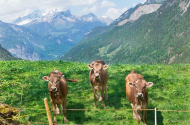 Alp çayırında üç güzel inek