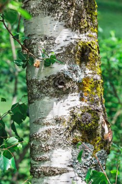 huş ağacı kabuğunun yosunlu arkaplanı
