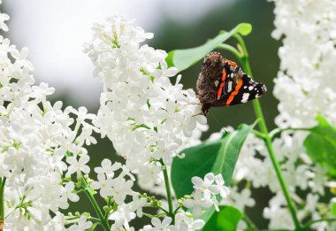 Kelebek beyaz bir leylağa oturur.