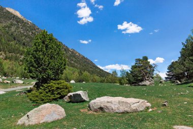 Pireneler Dağları 'ndaki ağaçlar ve yollar, İspanya
