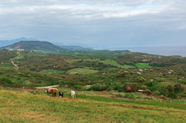 İspanya 'da Biscay Körfezi kıyısındaki çayırlar.