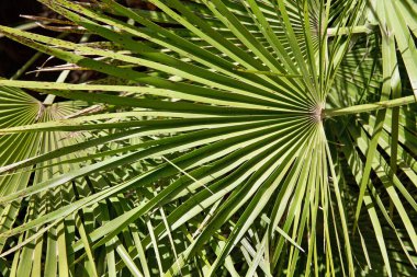yeşil palmiye yaprakları arkaplan