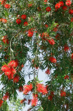 arkaplanda kırmızı çiçekler