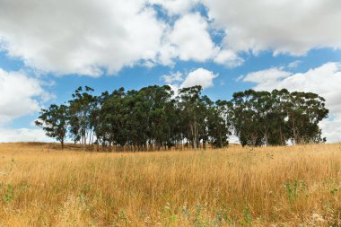 Sarı alan güzel bulutların arkaplanına karşı, İsrail